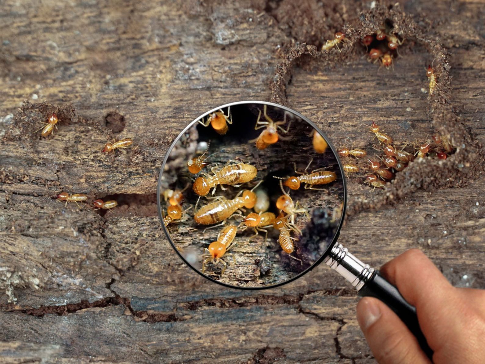 Magnifying glass zooming  on termites