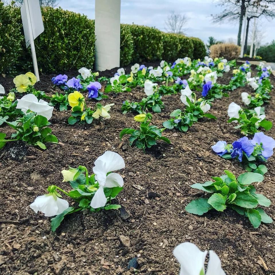 Bed of colorful pansies blooming in front of a green hedge.