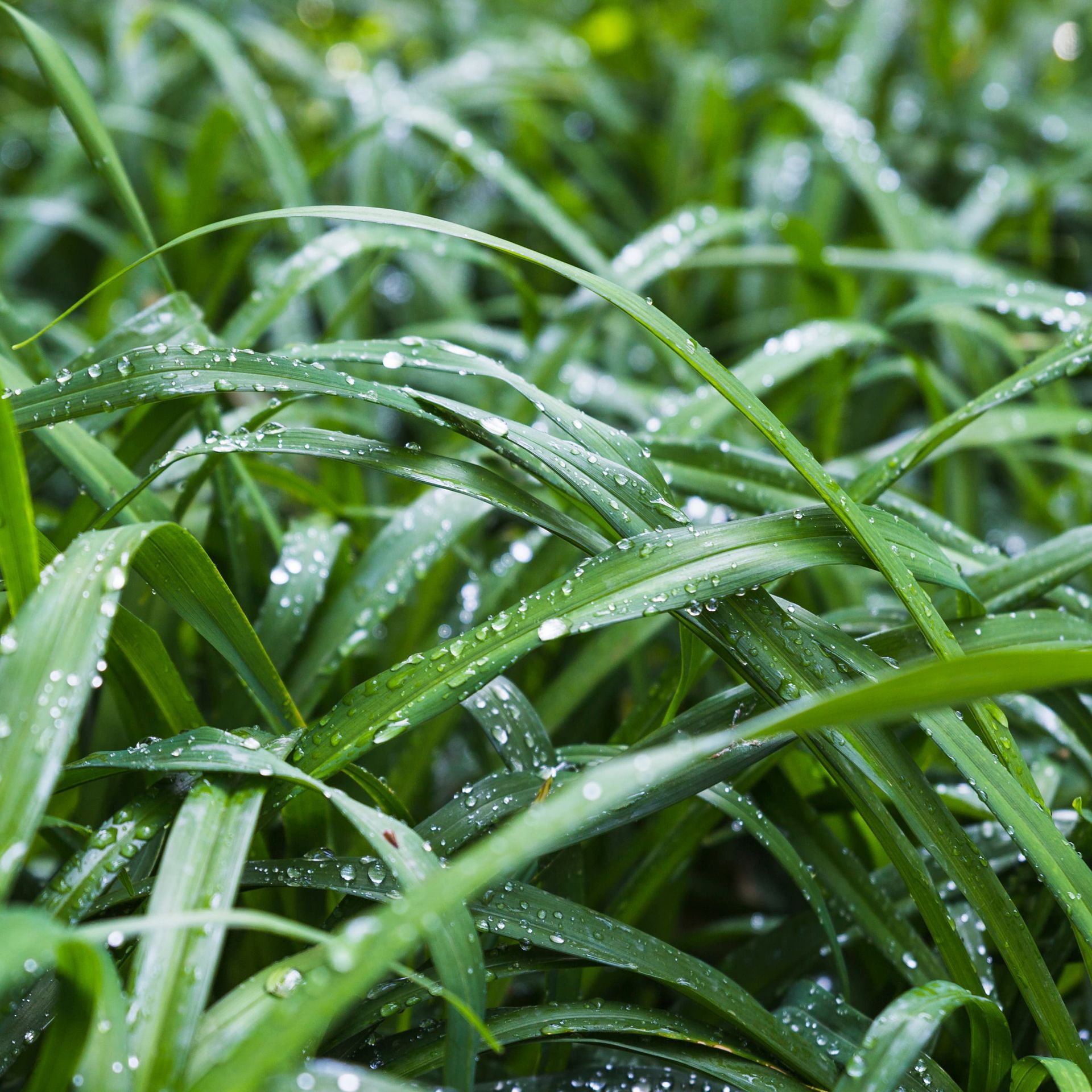 Close-up of vibrant green blades of grass covered in sparkling water droplets.