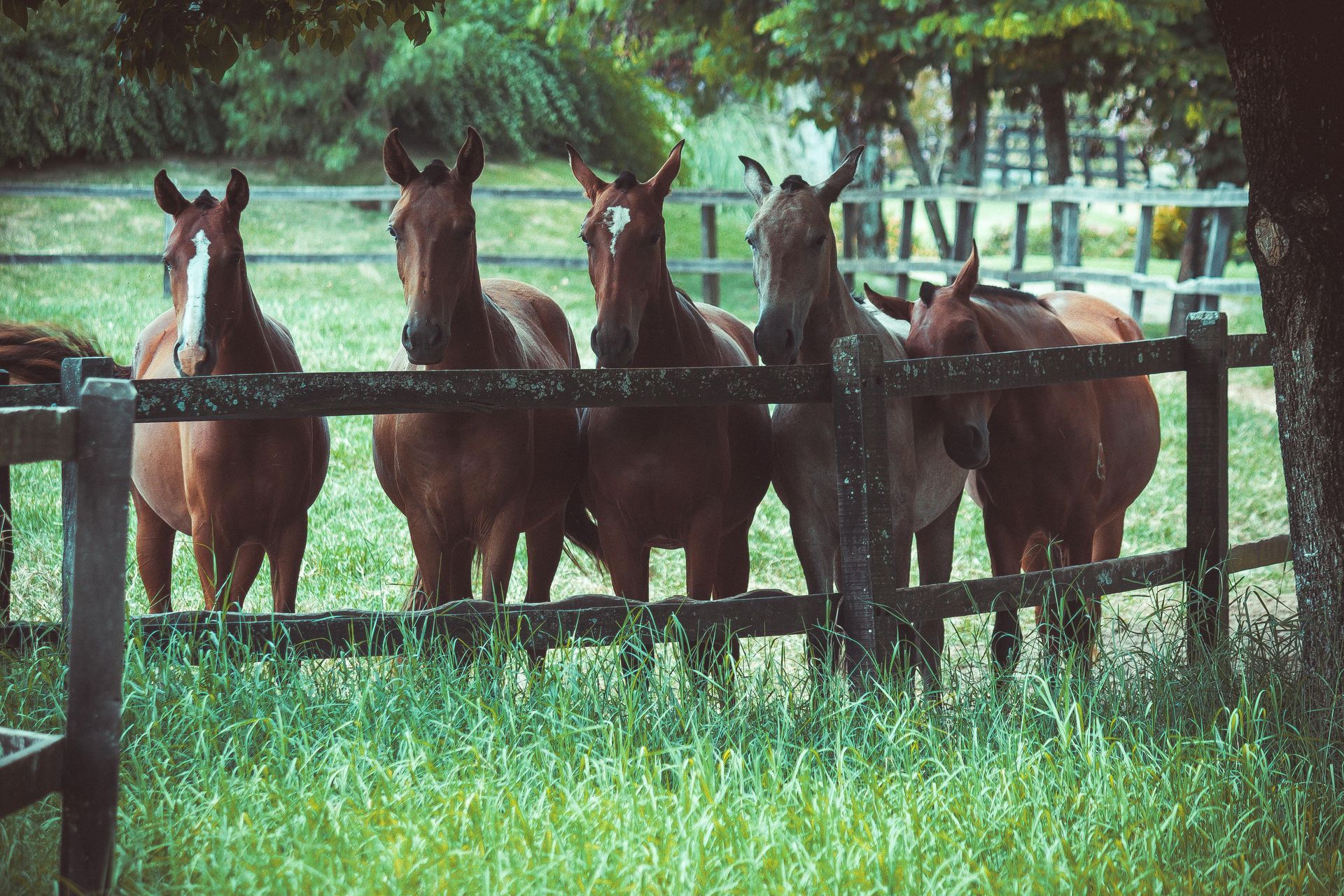 Five brown horses standing behind a wooden fence in a grassy field, looking at the viewer.