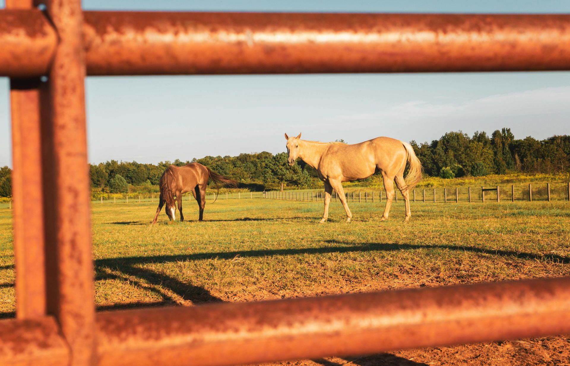 Two horses graze in a pasture, viewed through a rusty orange gate.