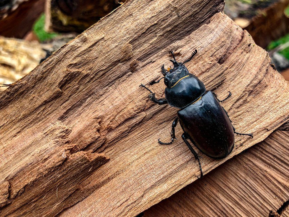 Huge Beetle — Westchester, PA — Regal Pest Management