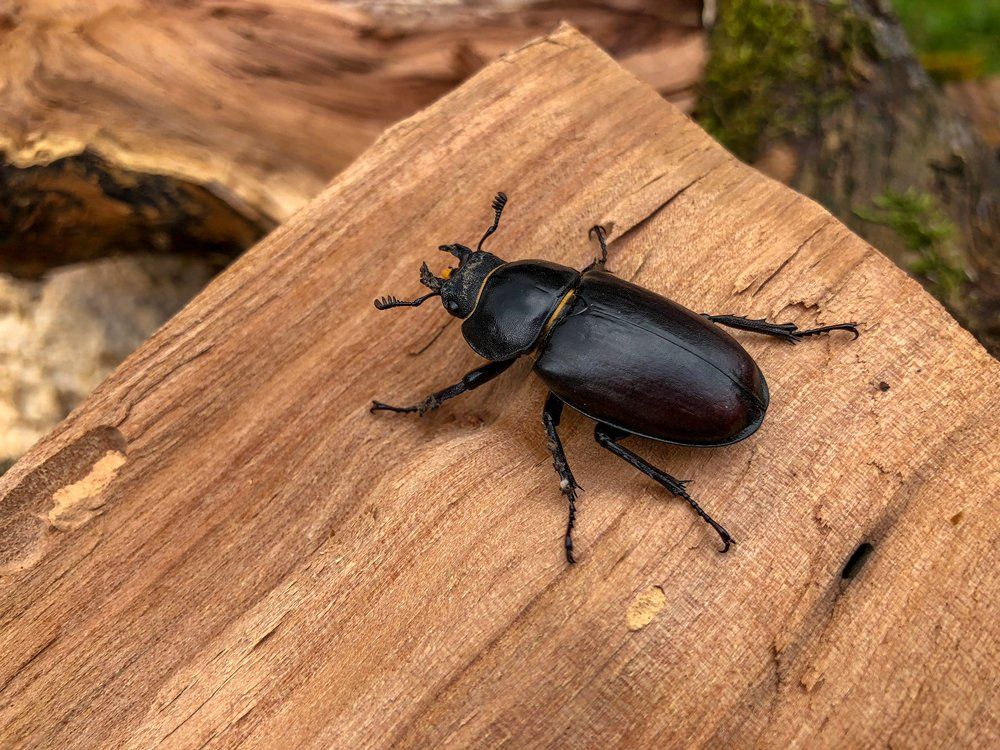 Black Beetle — Westchester, PA — Regal Pest Management