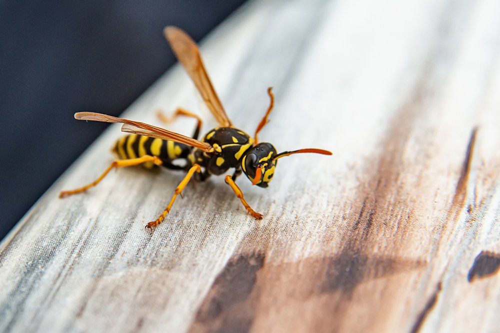 Wasp Close Up — Westchester, PA — Regal Pest Management