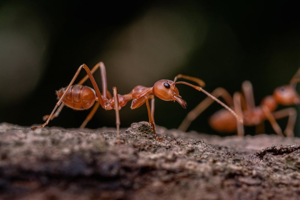 Red Ant — Westchester, PA — Regal Pest Management