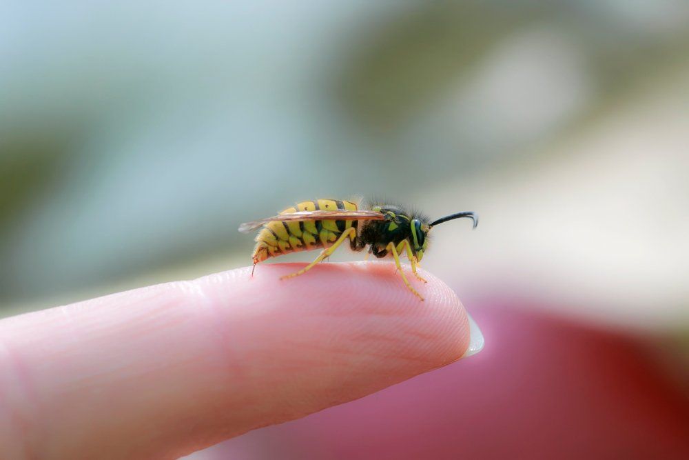 Bee On Finger — Westchester, PA — Regal Pest Management