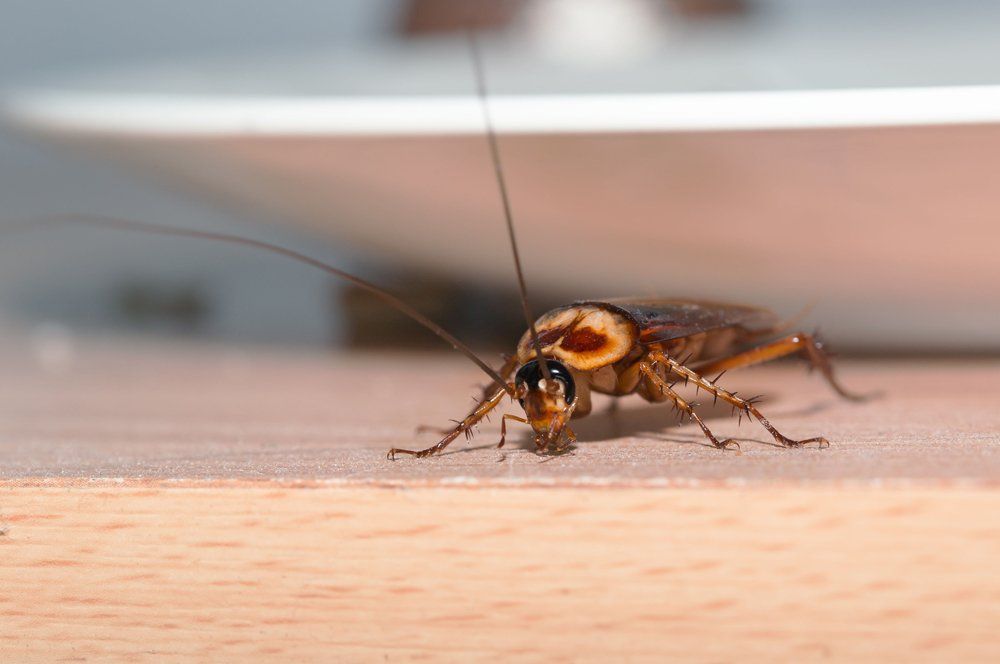 Cockroach Close Up — Westchester, PA — Regal Pest Management