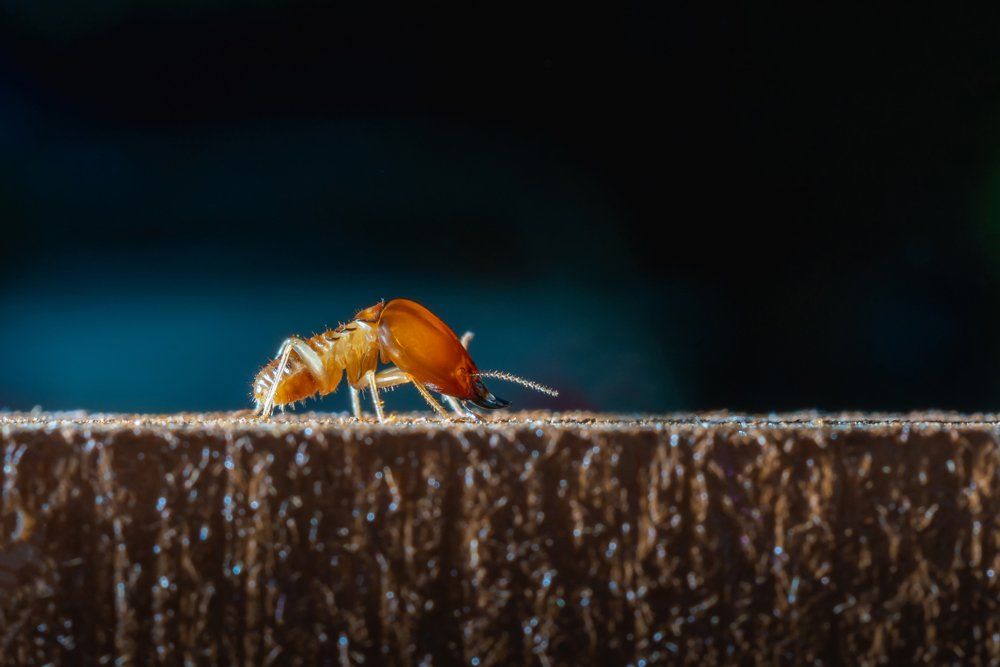 Crawling Termite — Westchester, PA — Regal Pest Management