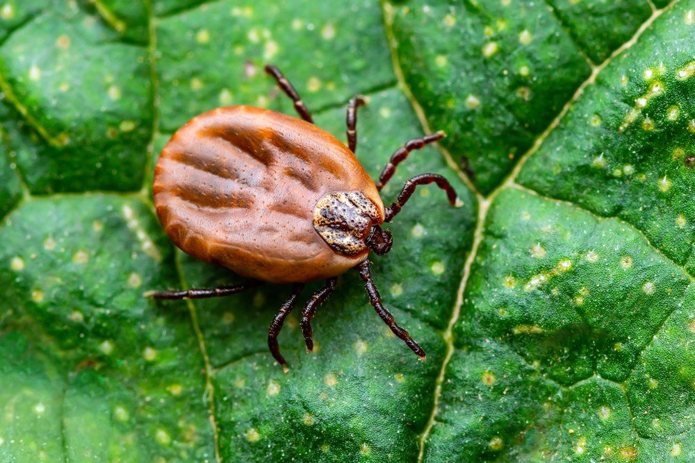 Huge Thick On A Leaf — Westchester, PA — Regal Pest Management