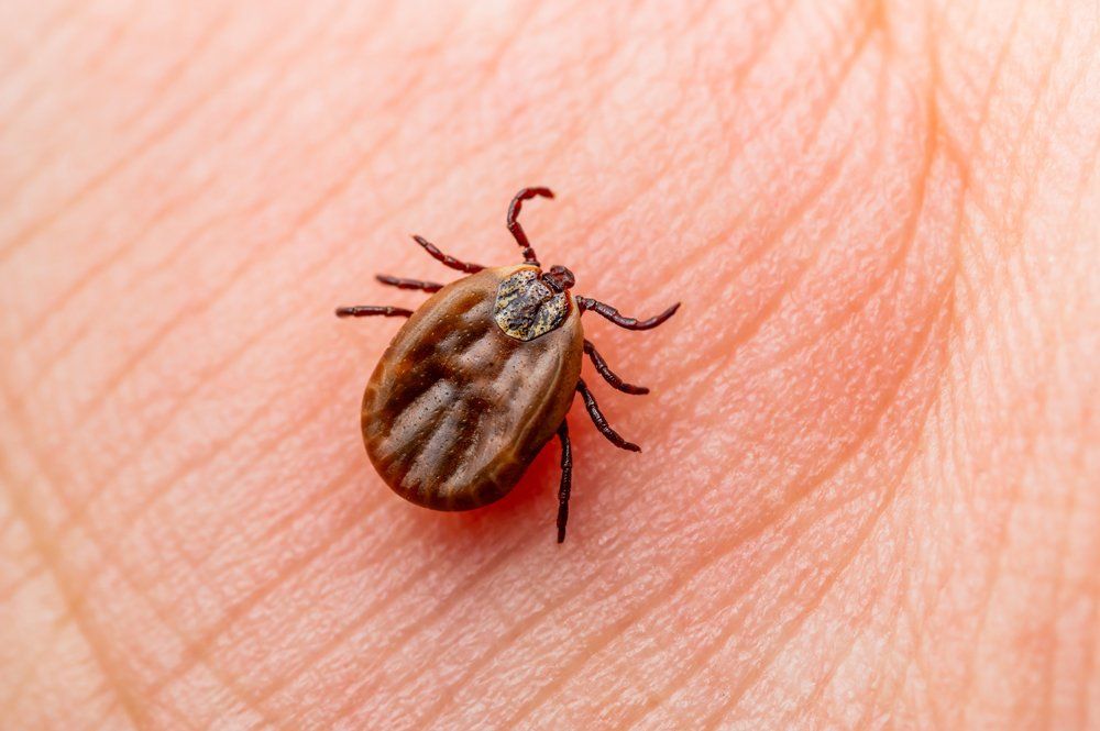 Huge Thick — Westchester, PA — Regal Pest Management