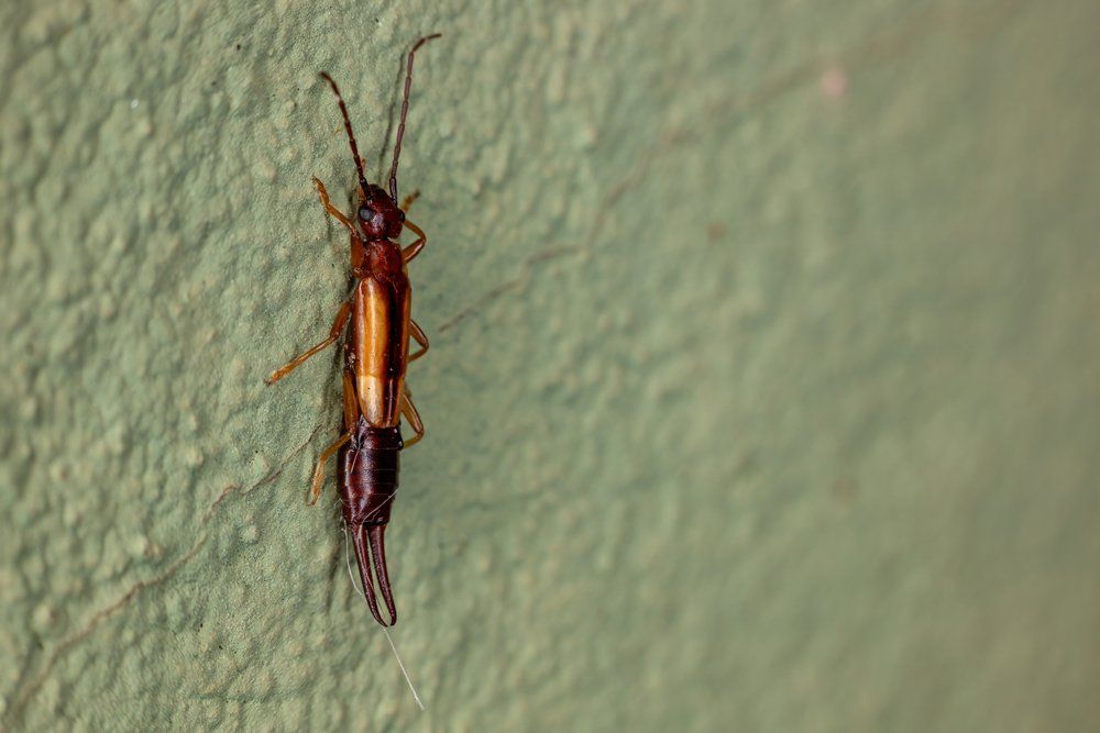 Crawling Earwig — Westchester, PA — Regal Pest Management