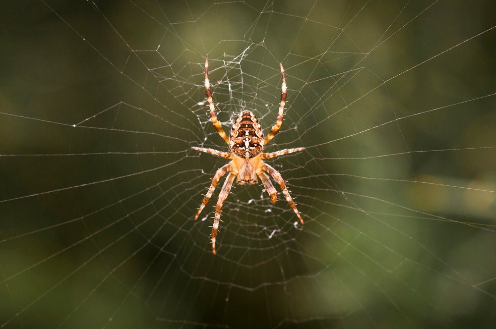 Spider On Its Web — Westchester, PA — Regal Pest Management