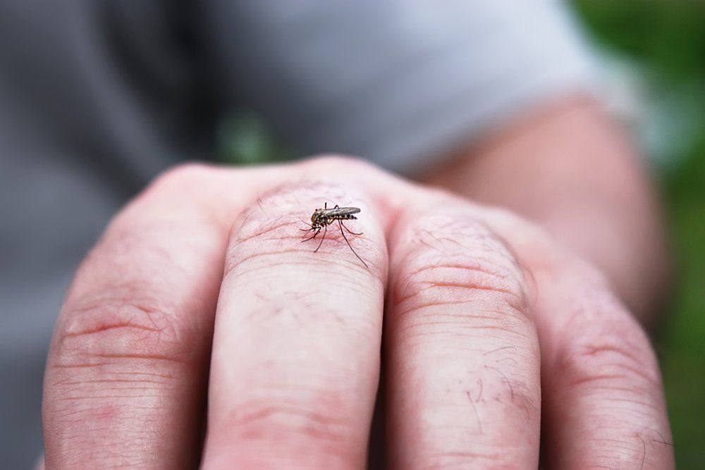 Mosquito On Hand — Westchester, PA — Regal Pest Management