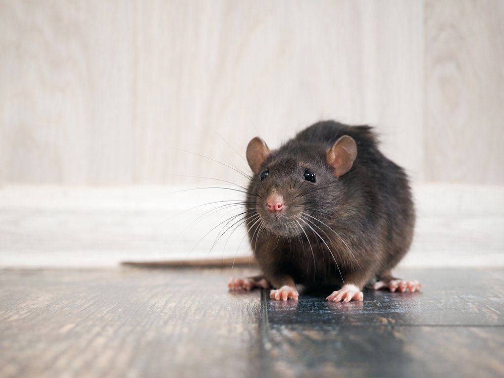 Huge Rat — Westchester, PA — Regal Pest Management