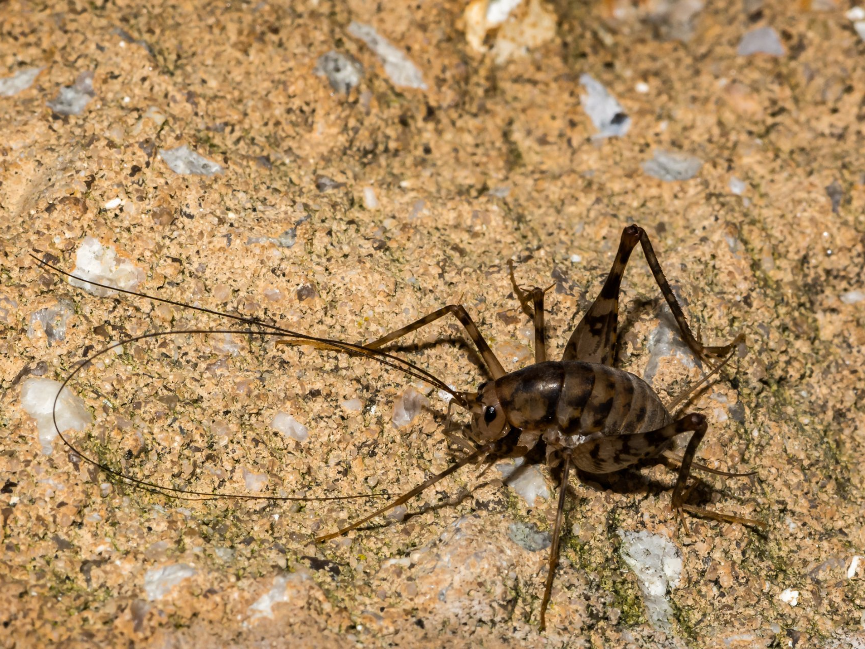 Crickets  — Westchester, PA — Regal Pest Management