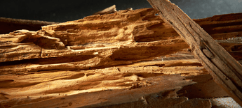 Wood With Termite Nests — Westchester, PA — Regal Pest Management