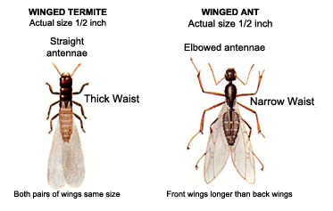 Two Kinds Of Termites — Westchester, PA — Regal Pest Management