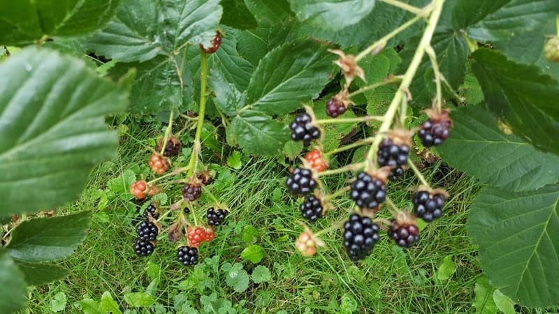A bunch of blackberries growing on a tree branch.