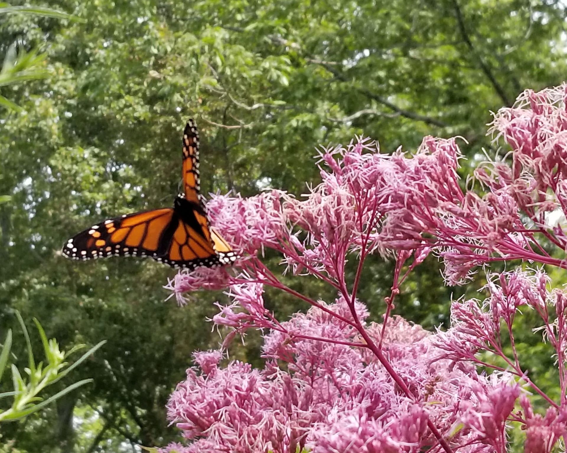 A monarch butterfly is sitting on a pink flower.
