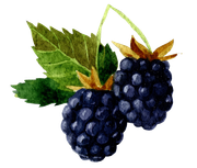 Two blackberries with green leaves on a white background