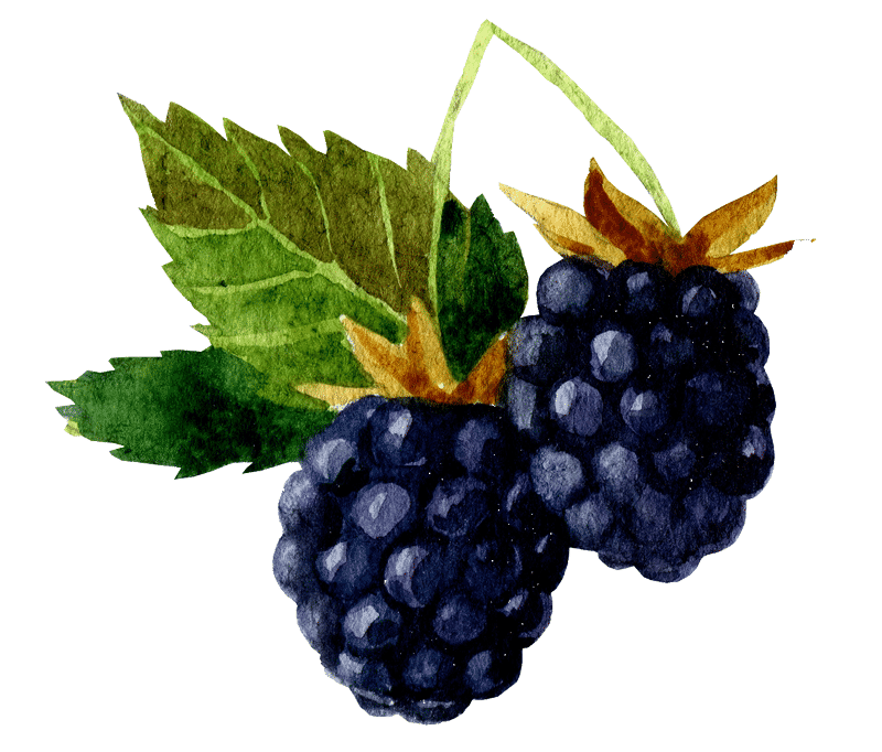 Two blackberries with green leaves on a white background