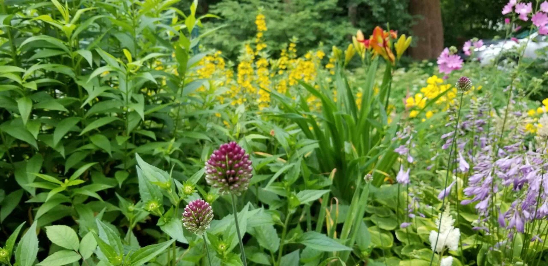 A garden filled with lots of different types of flowers and plants.