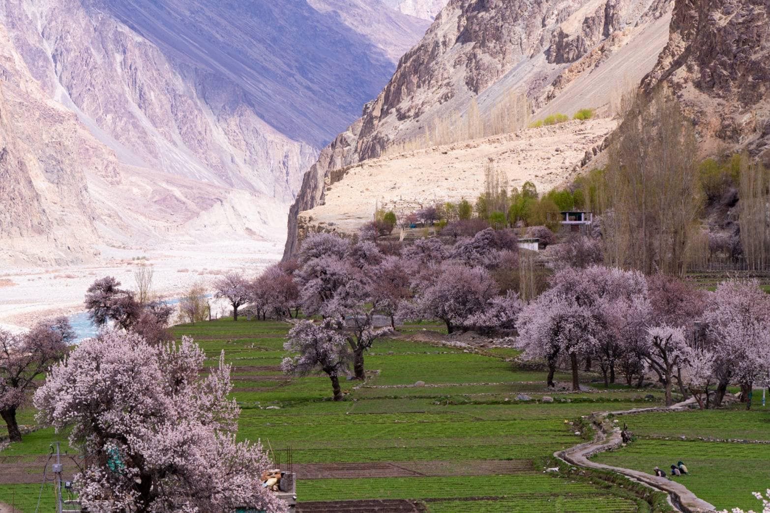 Apricot Blossom เลห์ ลาดัก | อินเดีย