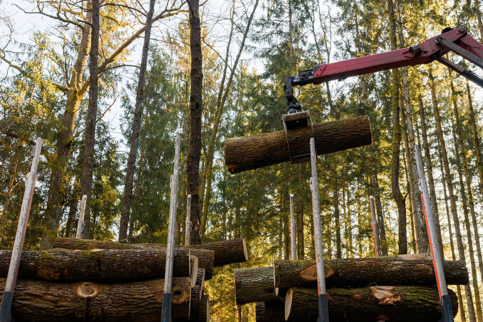 Crane in forest loading logs in the truck. Timber harvesting and transportation in forest. Transport