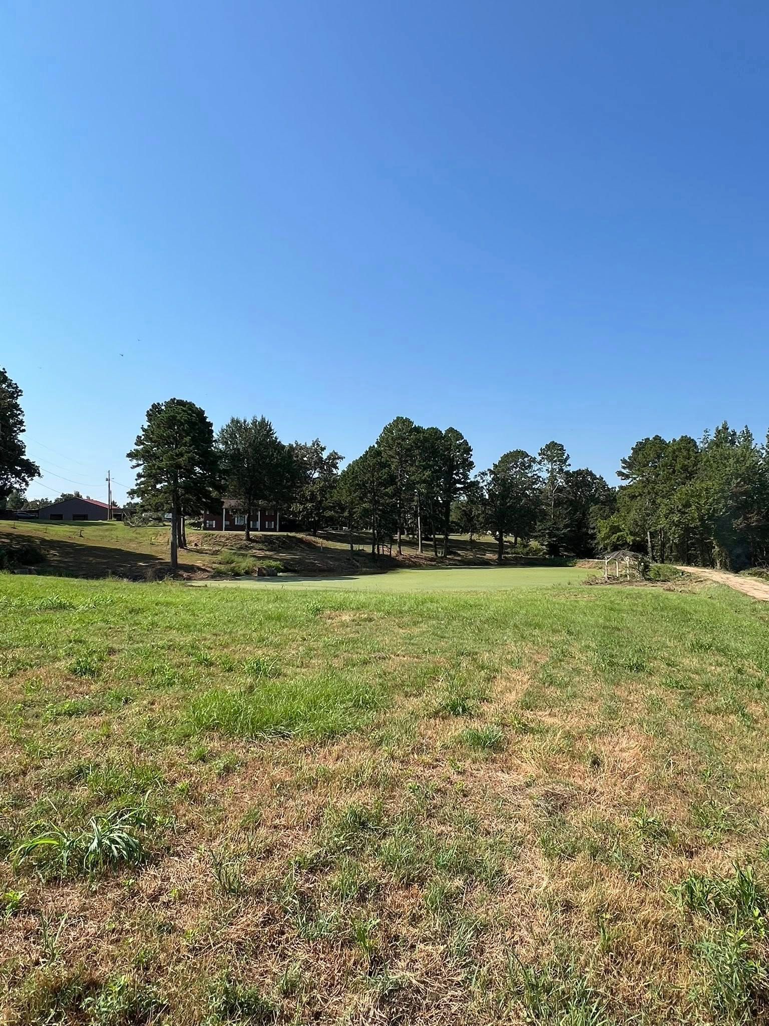 A wide, sunny field of green and brown grasses leading to a dense line of trees under a clear, bright blue sky.