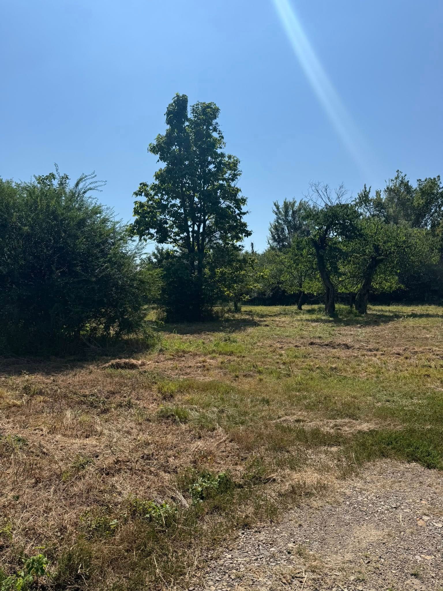 A sunny, open field with a mix of tall green trees and smaller shrubs under a bright blue sky.