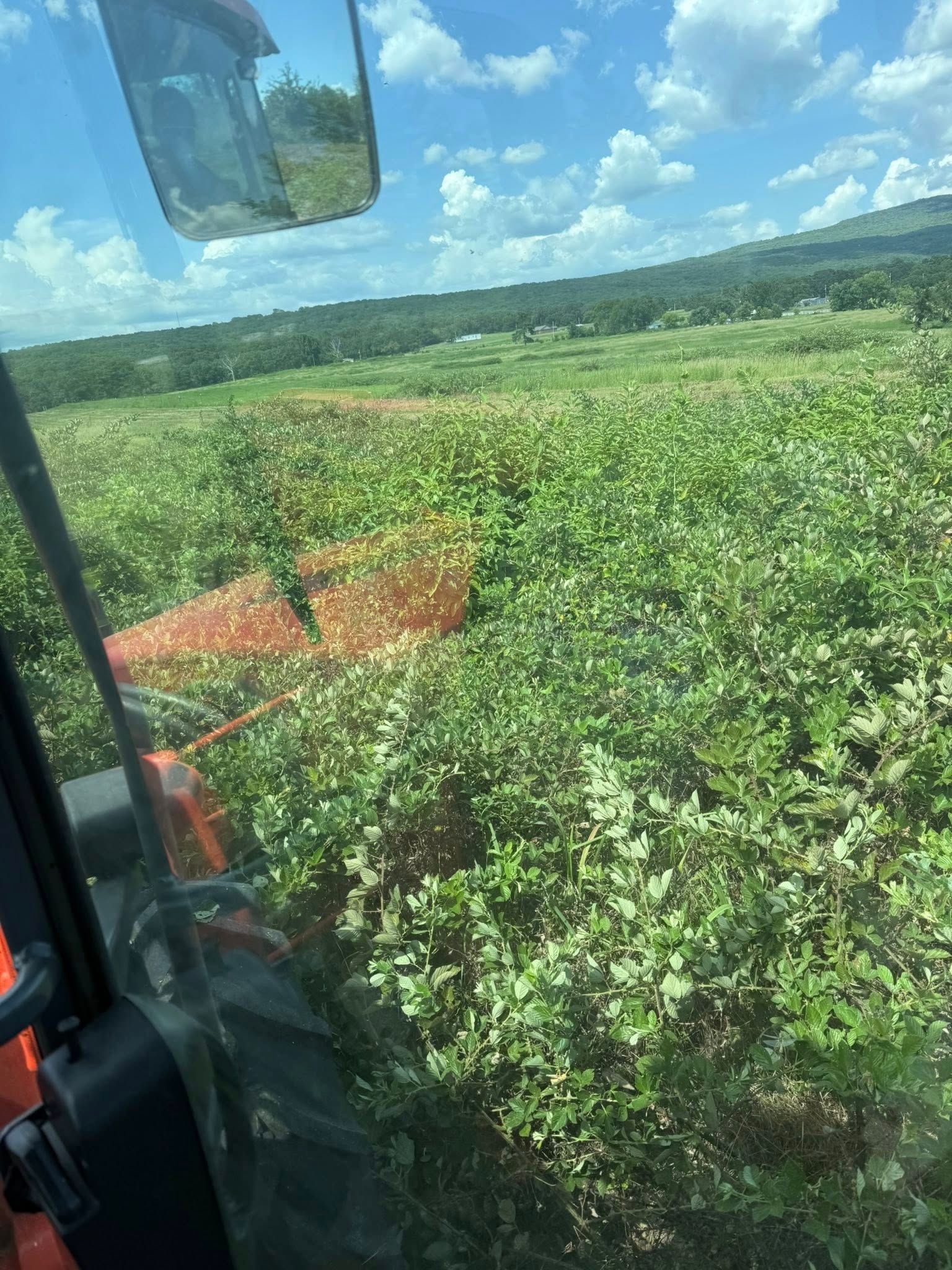 A view from the tractor cab looking out at a green, sunlit shrub field under a blue sky with scattered white clouds.