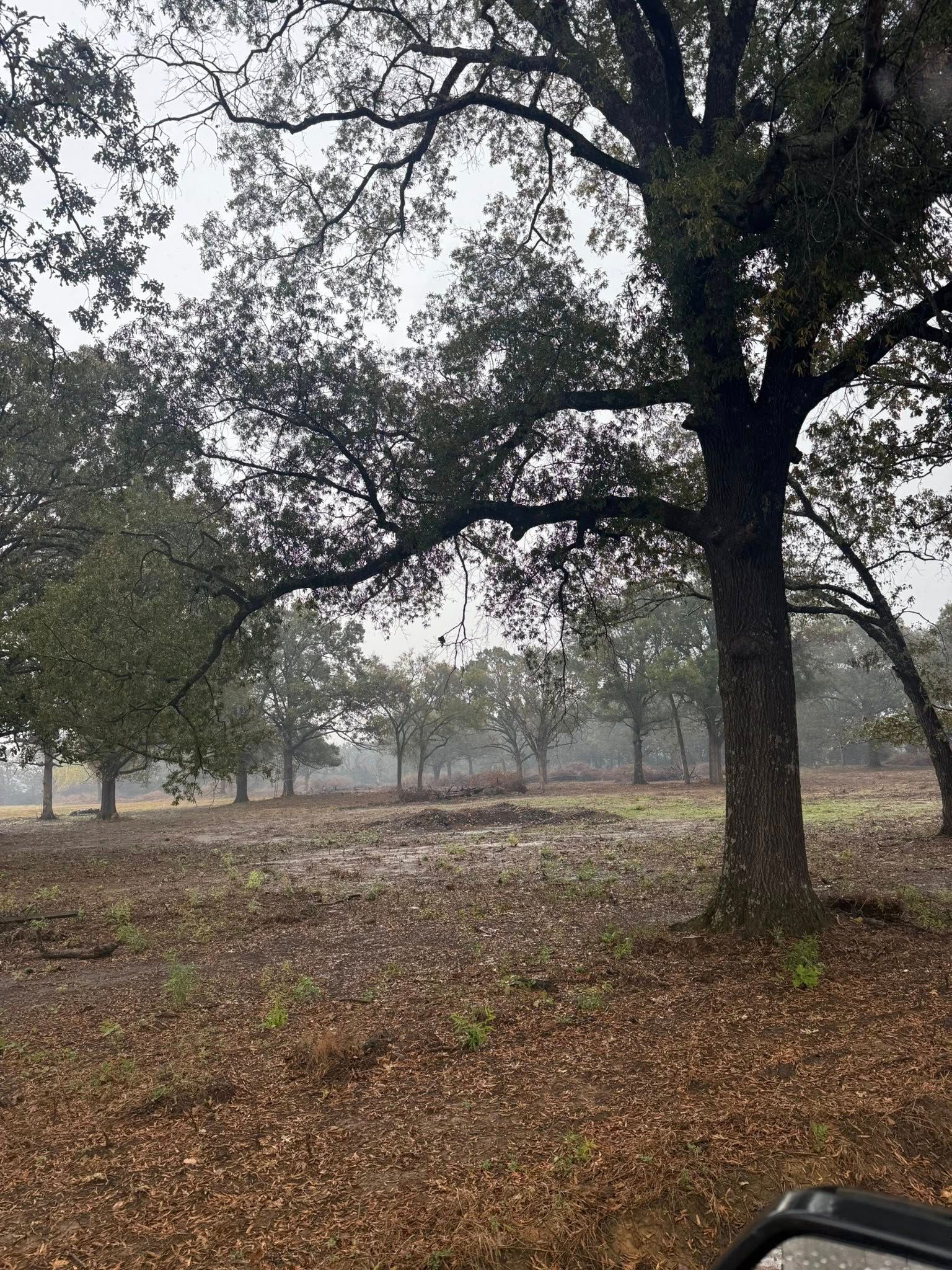 A grove of large oak trees standing in a field covered in fallen brown leaves under a gray, overcast sky.