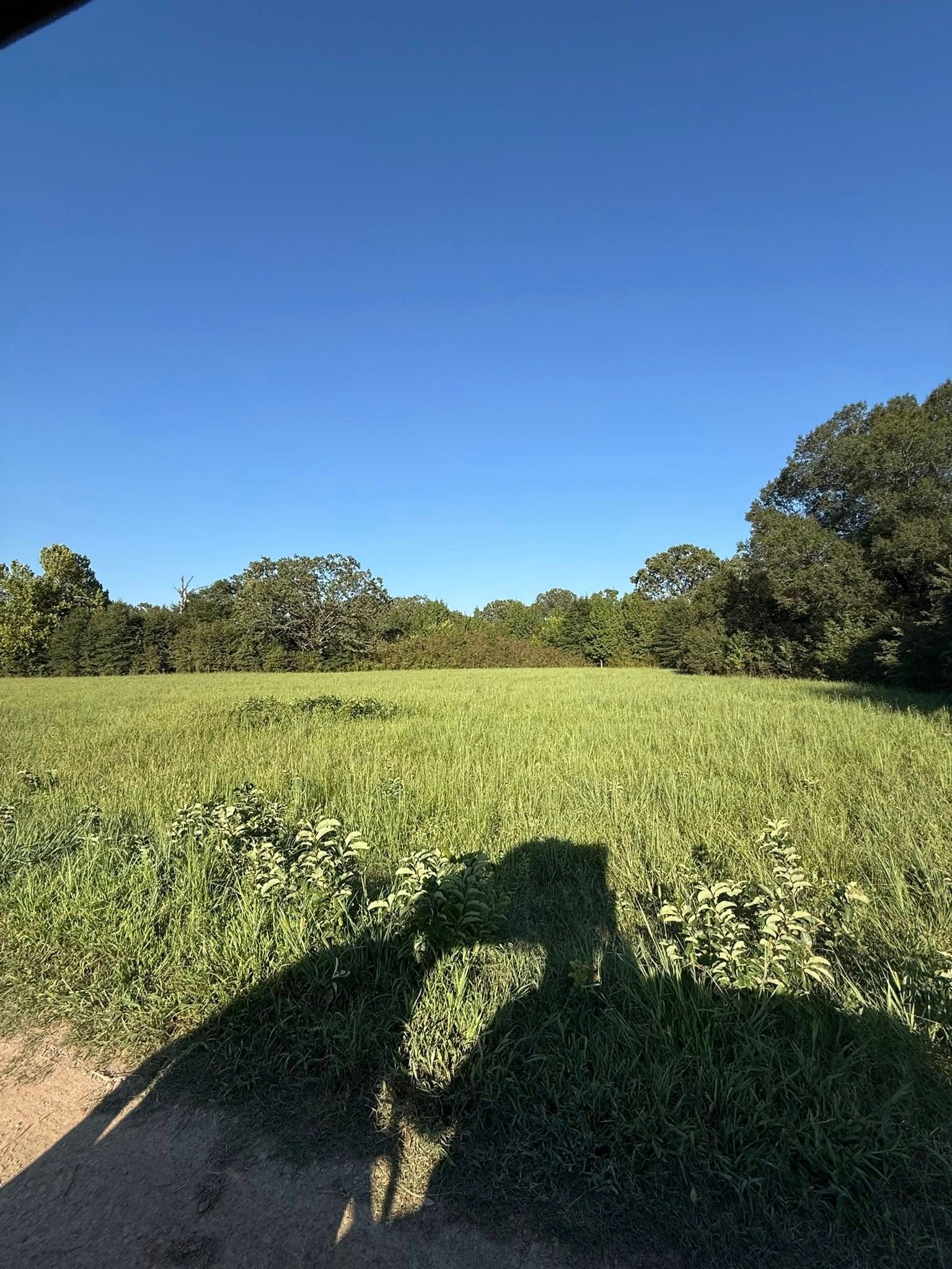 A bright, sunny view of a sprawling green field bordered by a dense treeline under a clear, deep blue sky.