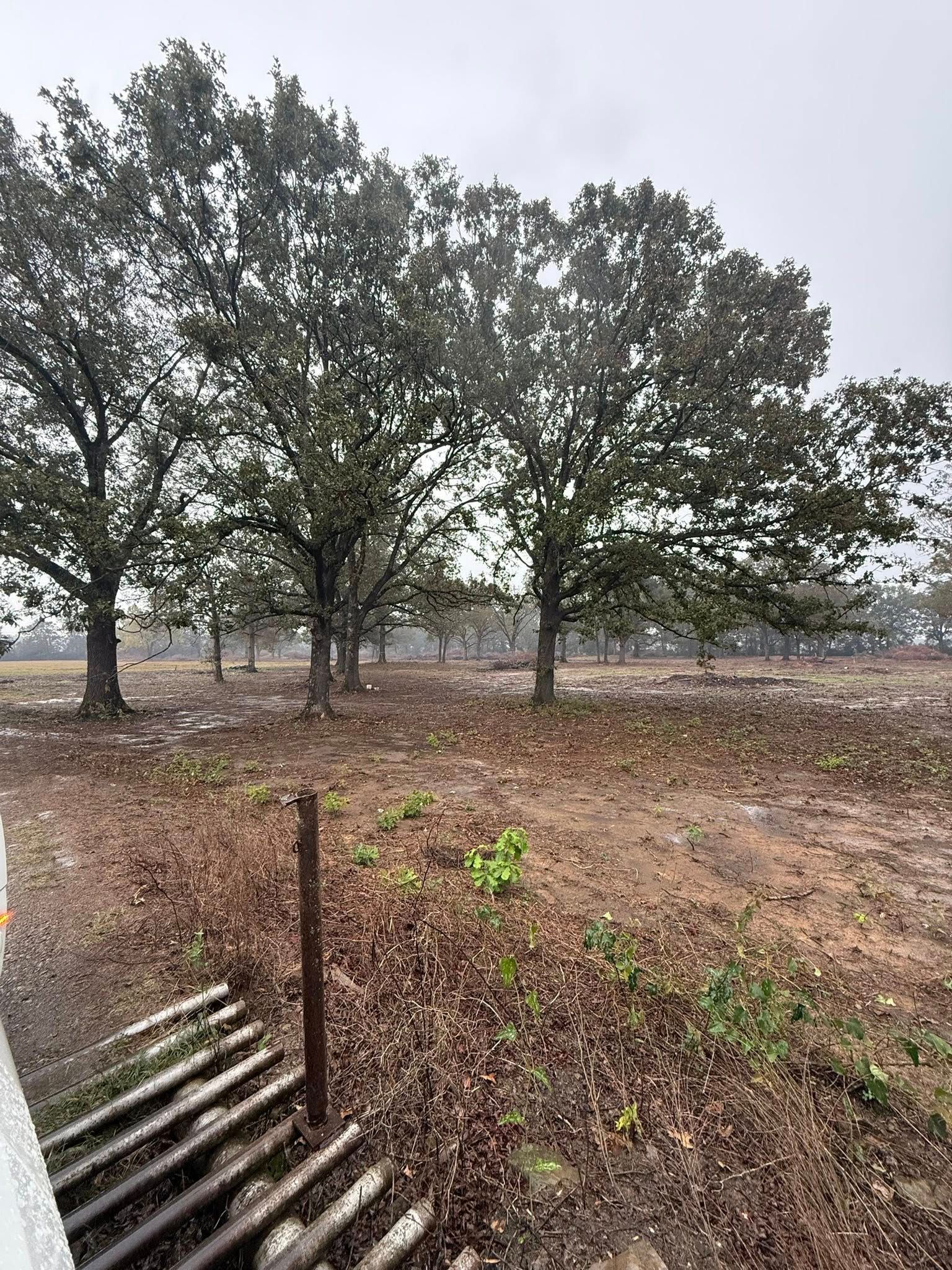 A row of large, leafy trees stands in a field covered with fallen brown leaves under a gray, overcast sky.