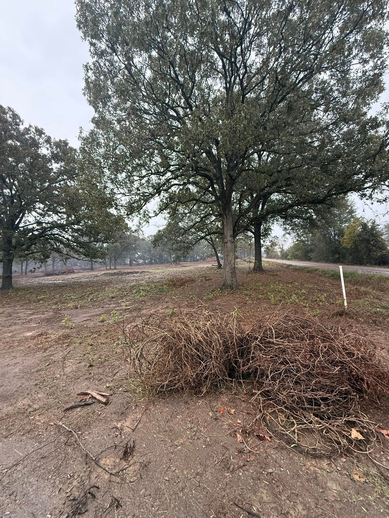 A pile of dried autumn leaves sits in the foreground of a grassy field with several large, mature oak trees.