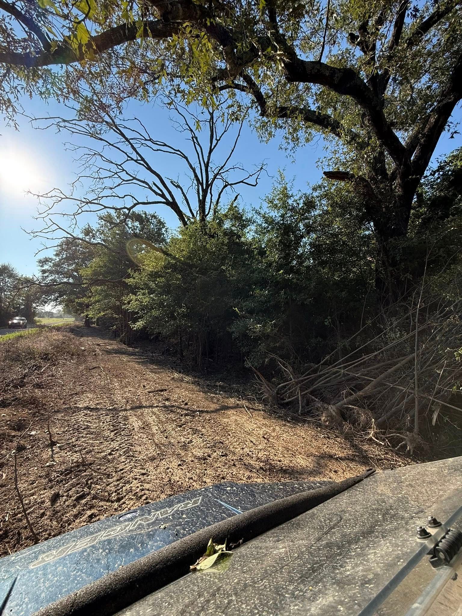 A sunny outdoor scene featuring a dense line of trees bordering a patch of dry, leaf-covered ground.