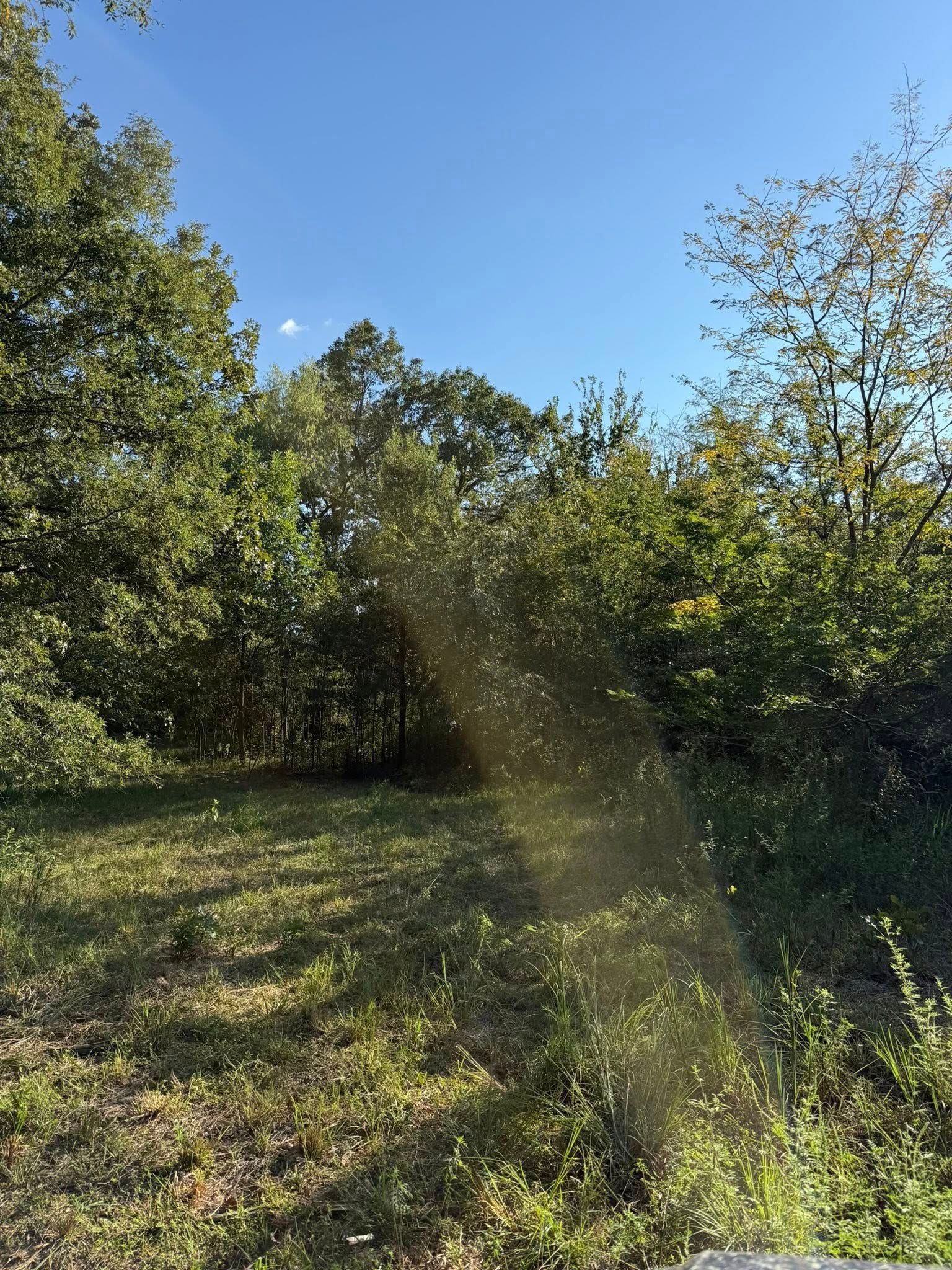 Sunlight streams through trees in a lush, green woodland area with a bright blue sky above.