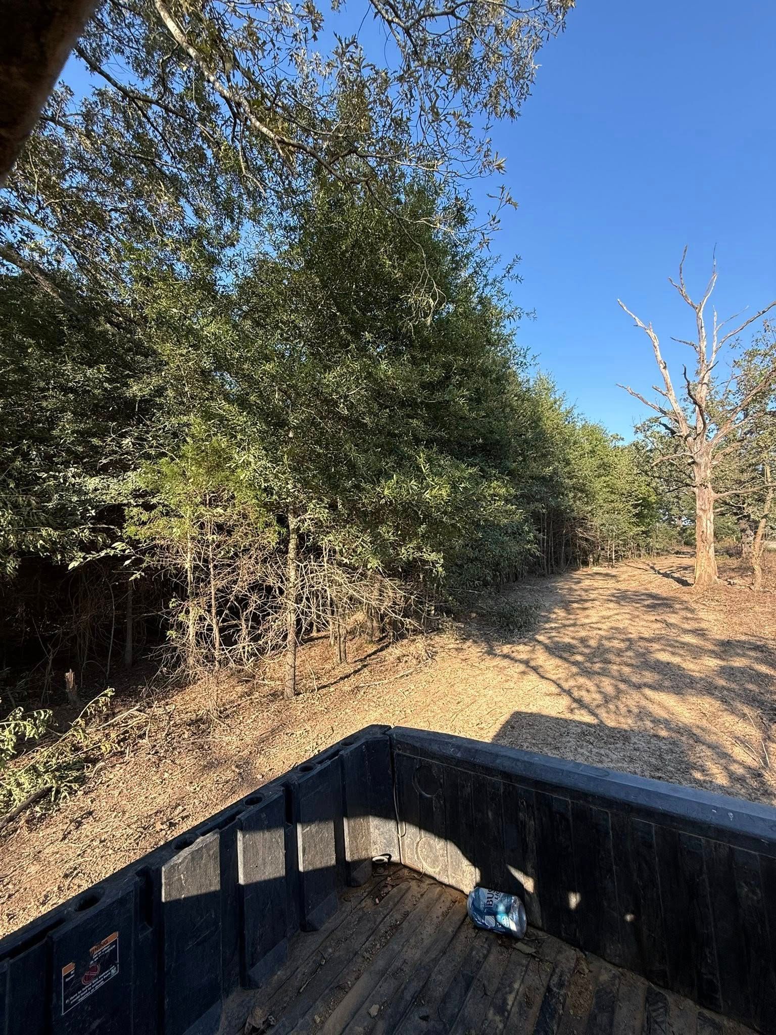 View from the truck bed of a wooded path on a sunny day under a clear blue sky.