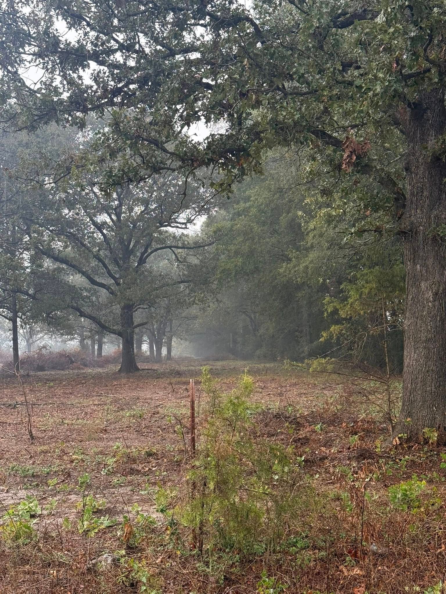 A wooded area covered in fallen brown leaves under an overcast sky with a light mist.