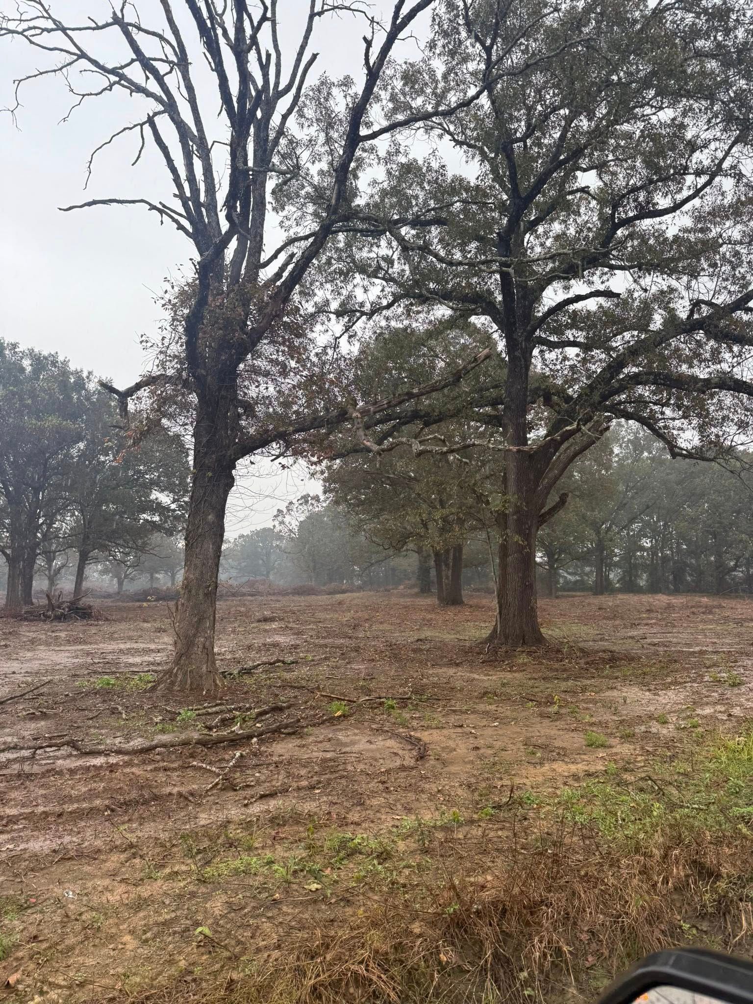 Two large trees stand in a muddy, cleared field under a gray, overcast, and lightly raining sky.
