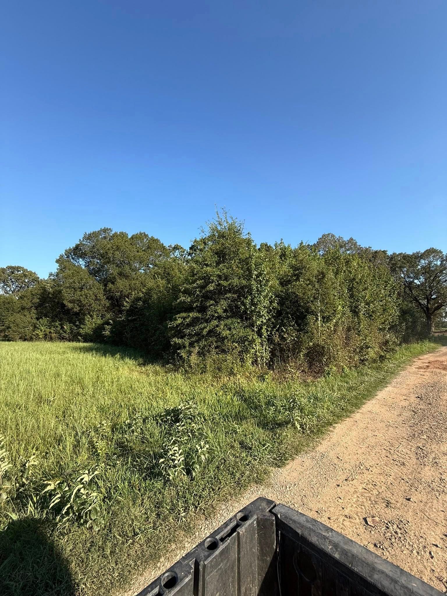 A field of green crops next to a dirt path under a clear blue sky, viewed from the back of a truck bed.