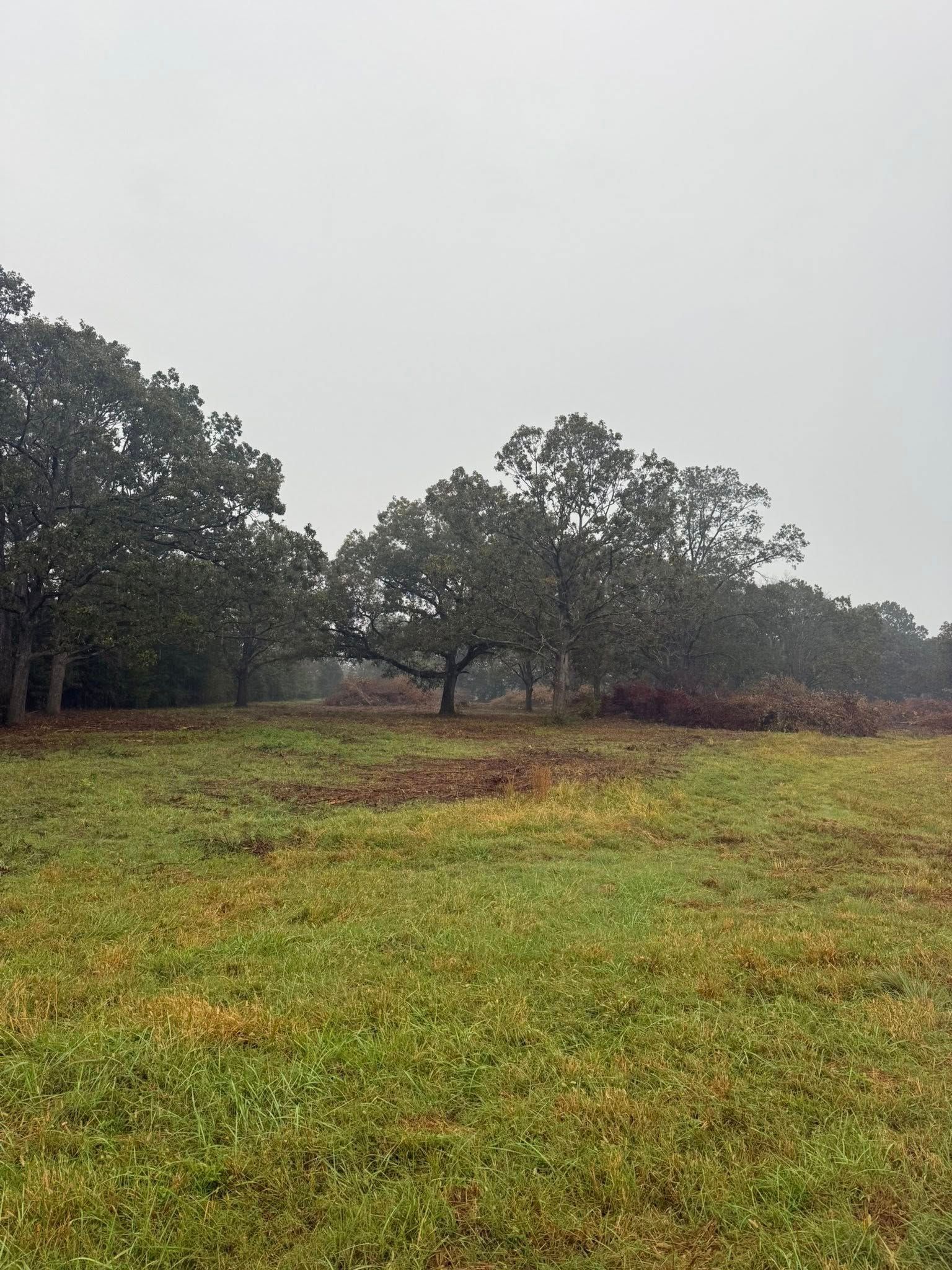A patch of grass and brush leads up to a row of mature trees under a cloudy, overcast sky.
