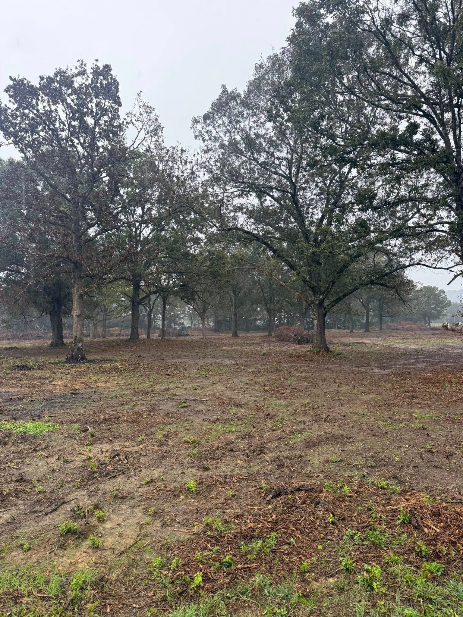 A sparse grove of mature trees with brown, fallen leaves covering the ground under a cloudy sky.