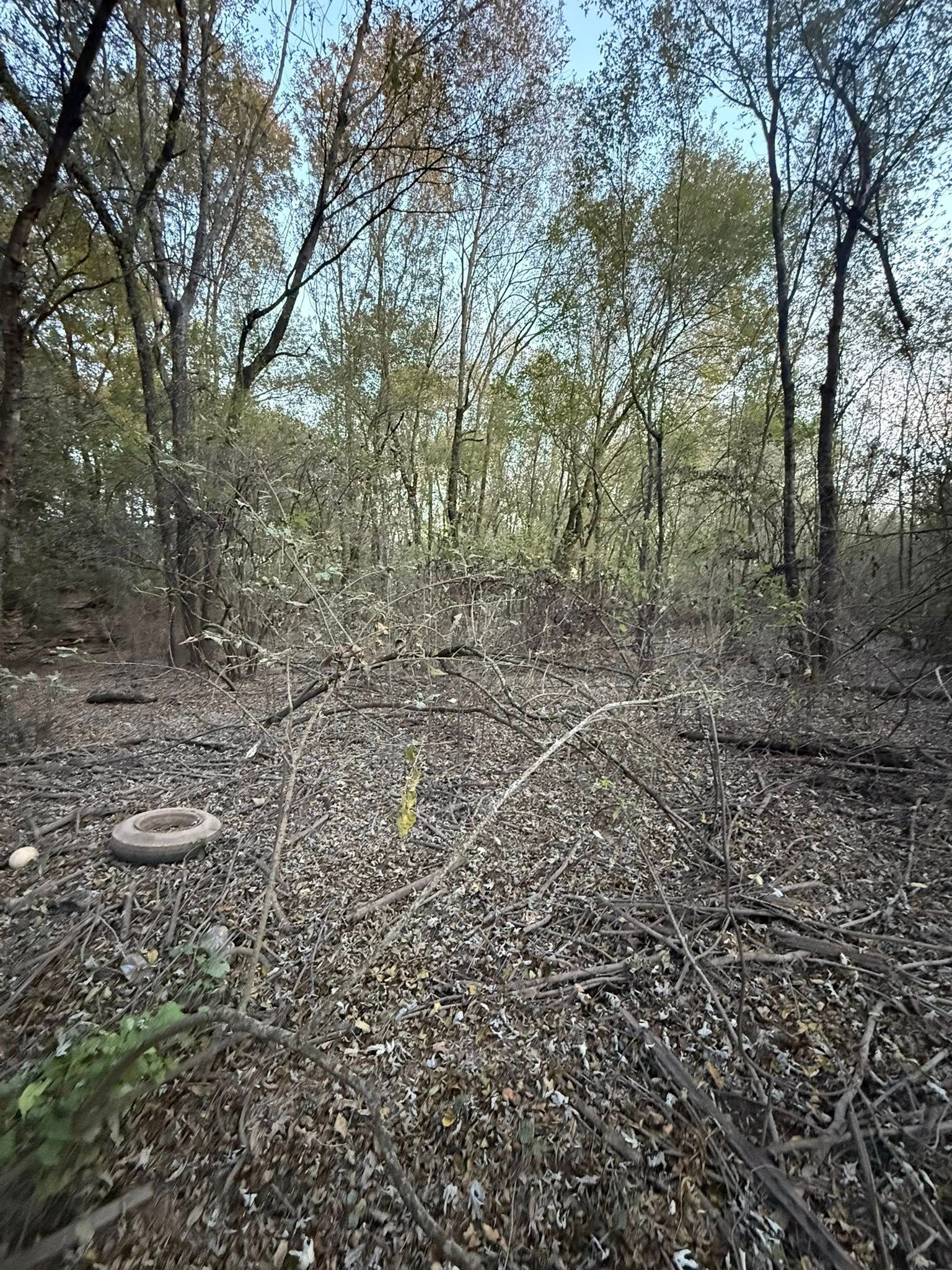 A forest floor covered in fallen brown leaves and scattered twigs, with dense trees in the background under a blue sky.