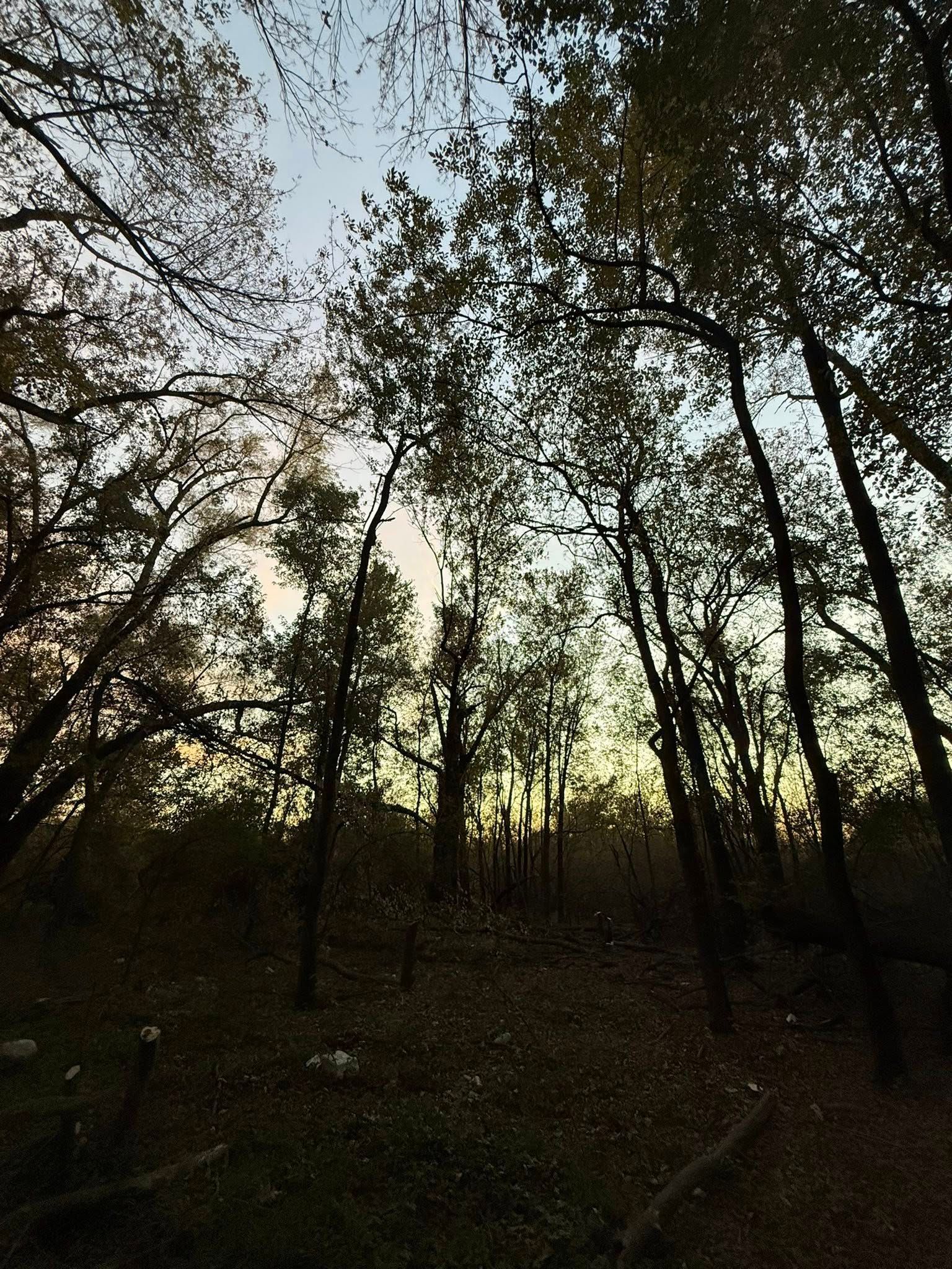 Looking up into a dense forest canopy at sunset, with dark tree silhouettes against a fading yellow and blue sky.