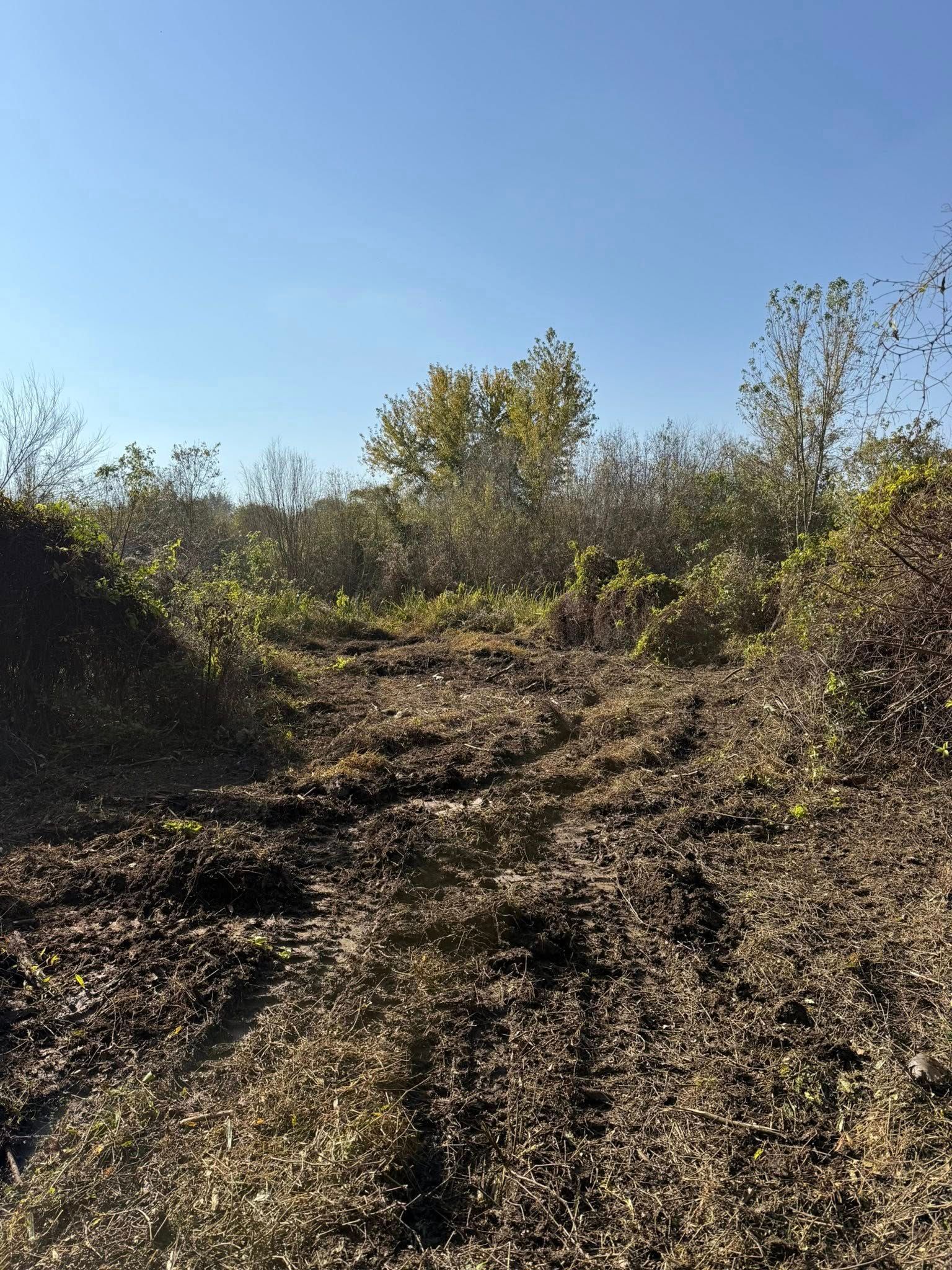 A path cleared through a muddy, leaf-covered wooded area under a clear blue sky.