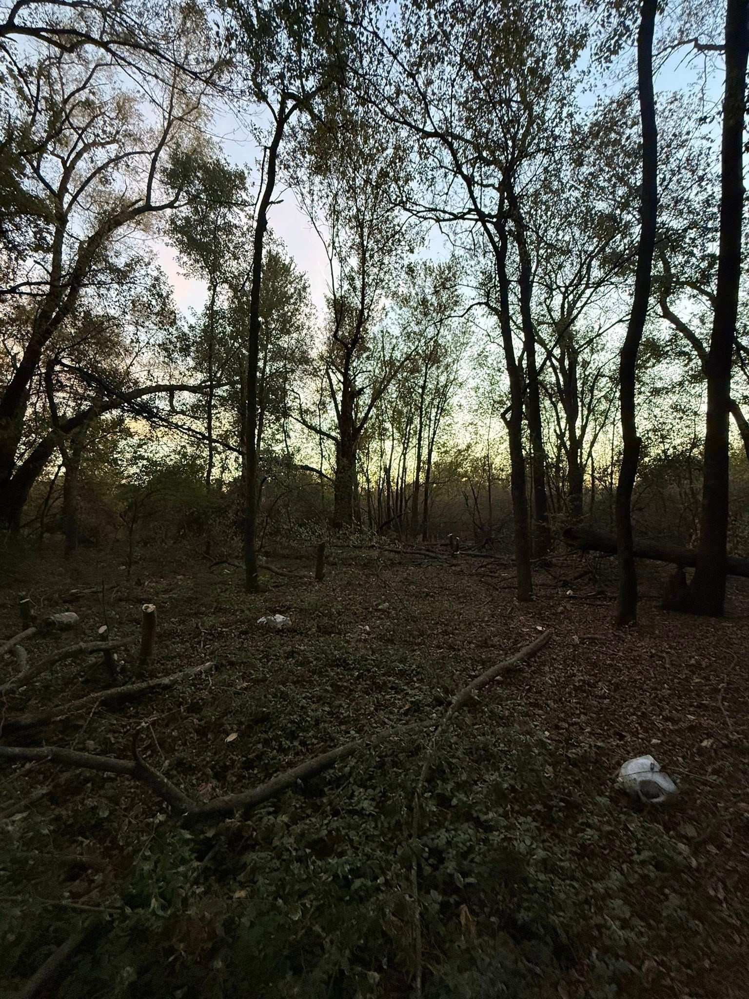 Sunlight filters through trees in a forest with a ground covered in fallen leaves and branches.