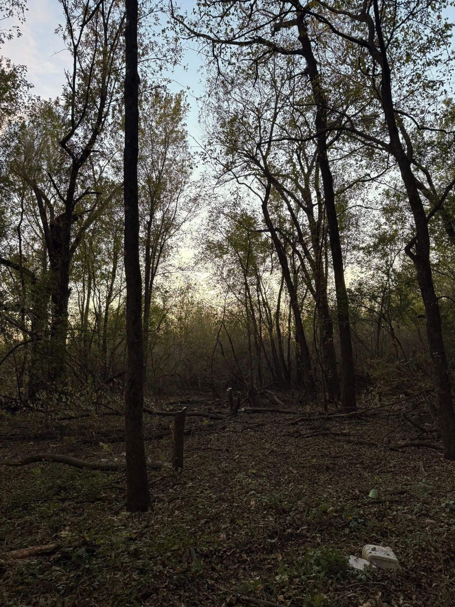 A wooded area at sunset, with tall trees, leaf-covered ground, and soft, warm light glowing between the trunks.