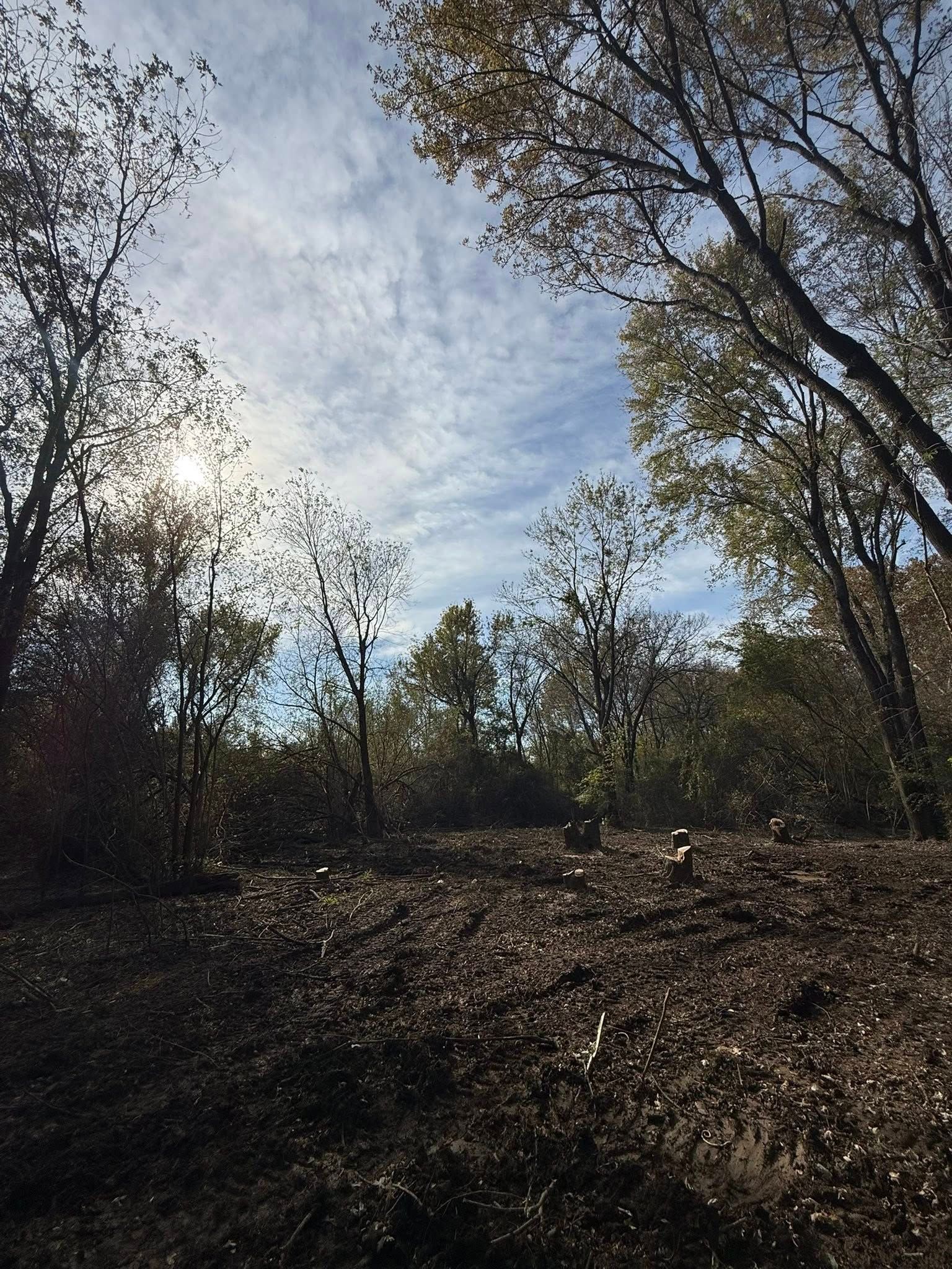 A sunlit forest clearing with scattered trees, fall foliage, and a dirt-covered ground under a cloudy blue sky.