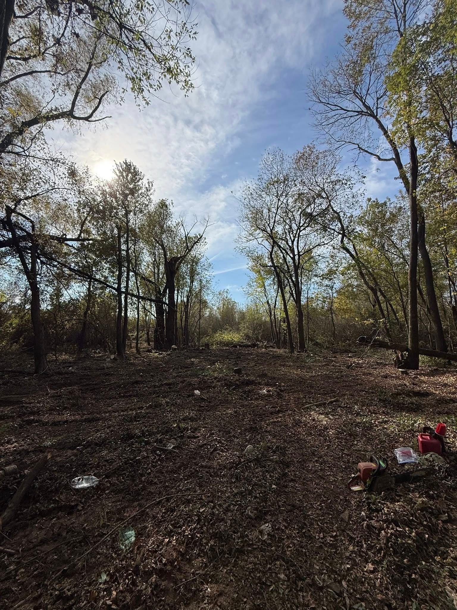 A low-angle view of a sunlit forest clearing with scattered debris on the ground and trees under a blue sky.